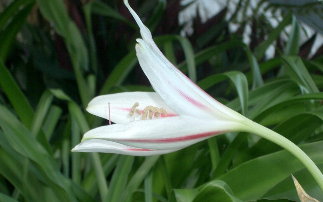 WE ARE ALL CALLED TO HOLINESS BY THE WAY OF THE BEATITUDES (GE 63): 2. “Blessed are the meek, for they will inherit the earth”