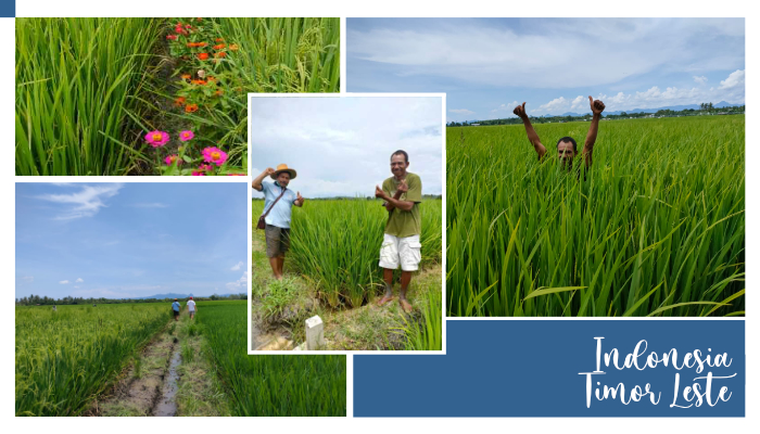 Claretiner-Missionare pflanzen Reis